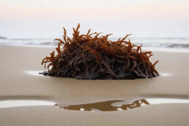 Japan Plans Deep Sea CO₂ Storage Using Marine Plants