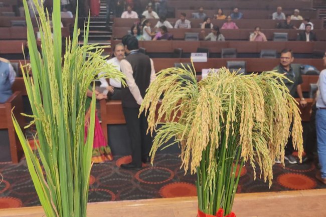 India Develops Climate-Resilient Rice Varieties Through Gene Editing