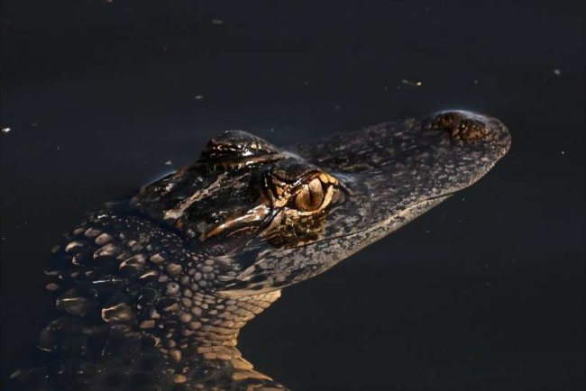 Drought in Florida's Everglades Threatens Wildlife and Tourism