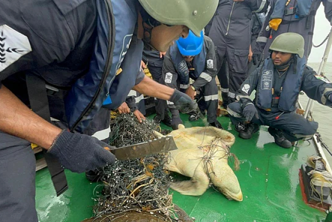 Operation Olivia Safeguards Record 6.98 Lakh Olive Ridley Turtles Amidst Fisher-Turtle Conflicts