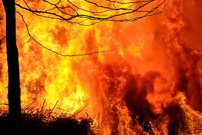 Amazon Fires Drive Record Global Forest Loss in 2024, India Not Spared