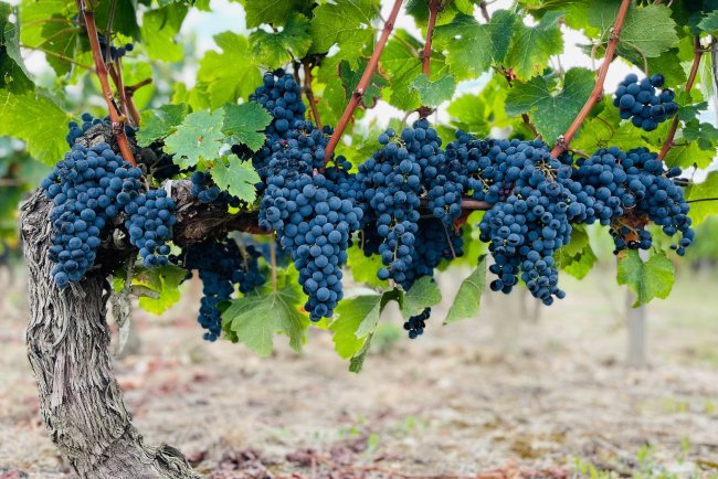 Climate Change's Impact on Global Wine Production