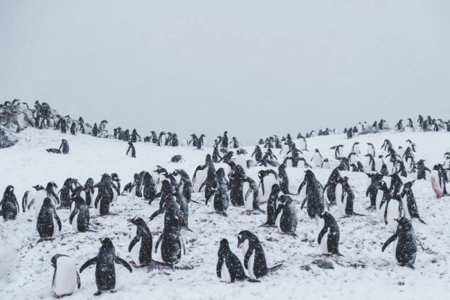Penguin Guano Contributes to Climate Cooling in Antarctica