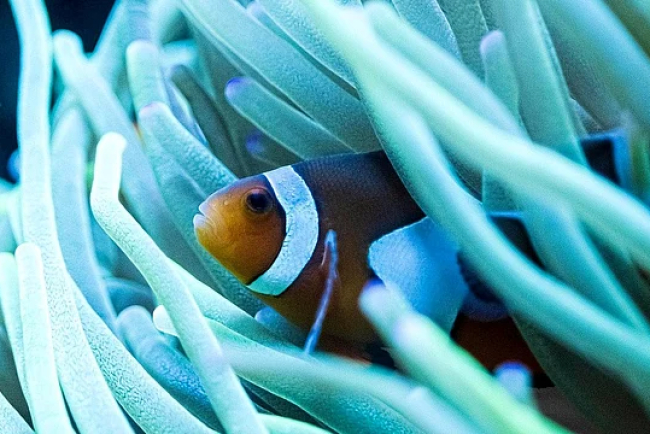 Ocean Heatwaves Cause Clownfish to Shrink