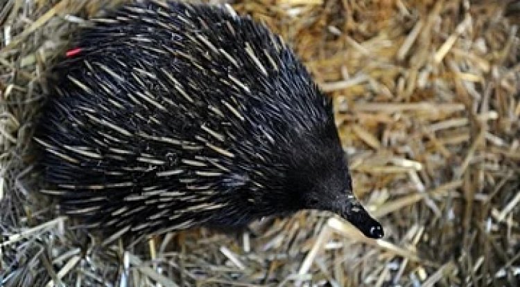 Echidnas: Australia's Resilient Egg-Laying Mammals Adapt to Climate Challenges​