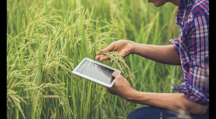 Climate Change May Increase Arsenic Levels In Rice