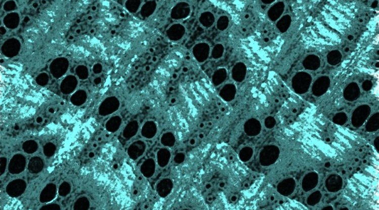 FAU Researchers Enhance Wood Strength Using Nano-Iron Technology