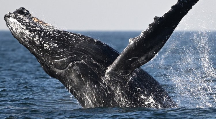 High Seas Treaty Pushes for Global Marine Biodiversity Protections