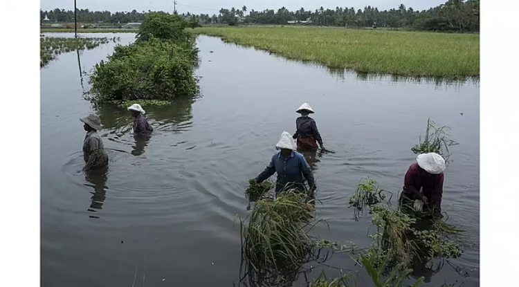 India's Ethanol Strategy: Balancing Fuel Production with Food Security
