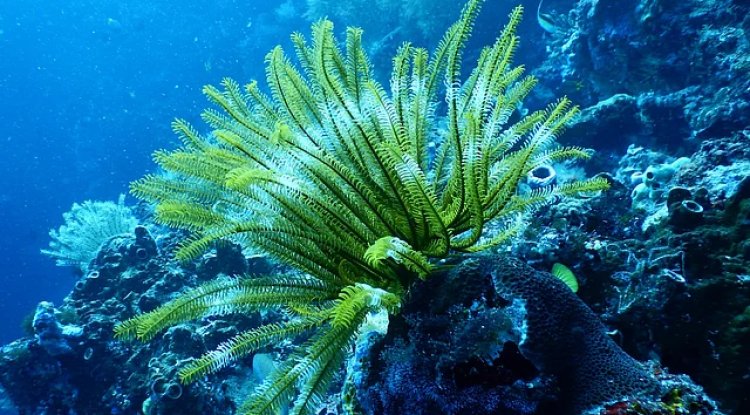 India’s Samudrayaan Mission Set to Explore Deep-Sea Mineral Wealth by 2026