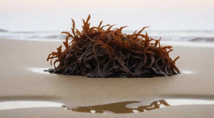 Japan Plans Deep Sea CO₂ Storage Using Marine Plants