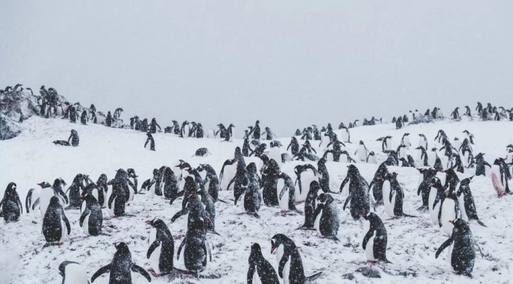 Penguin Guano Contributes to Climate Cooling in Antarctica