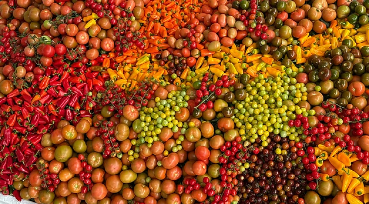 Early Monsoon Disrupts India’s Crop Prices