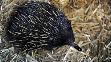 Echidnas: Australia's Resilient Egg-Laying Mammals Adapt to Climate Challenges​