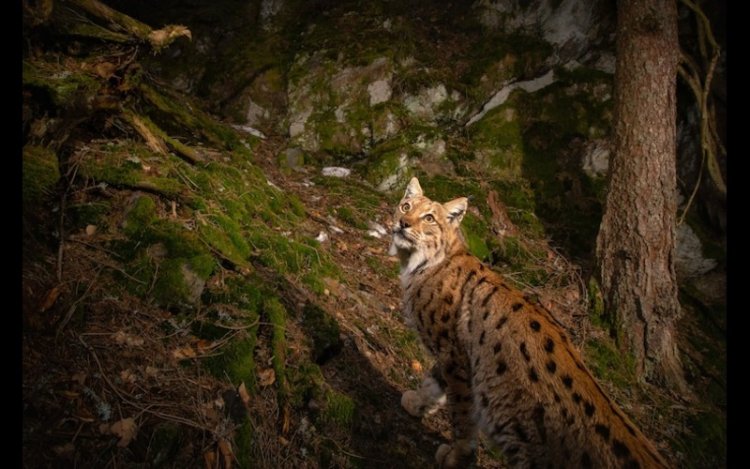 Puma Detectives Track Wildlife In Brazil’s Wild Corridor