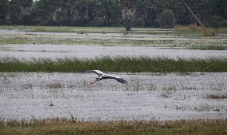 Despite 80 Ramsar Sites, India’s Wetlands Shrink; Birds Disappear