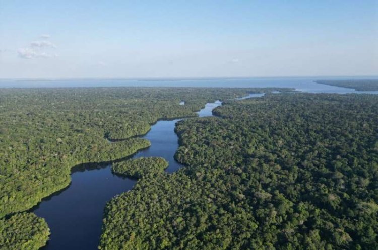 Amazon Can Survive Drought, But Climate Pays the Price