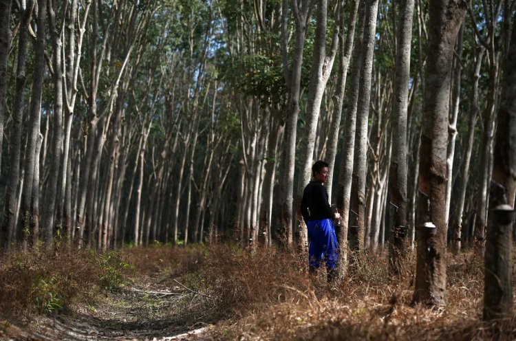 Digital Tools Drive ESG Transformation in Asia's Commodity Supply Chains