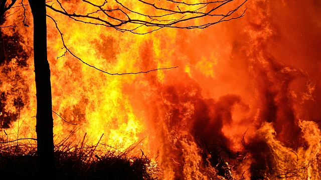 Amazon Fires Drive Record Global Forest Loss in 2024, India Not Spared