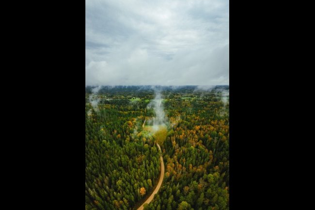 Climate Impacts Compound Threats To Northeast Forests