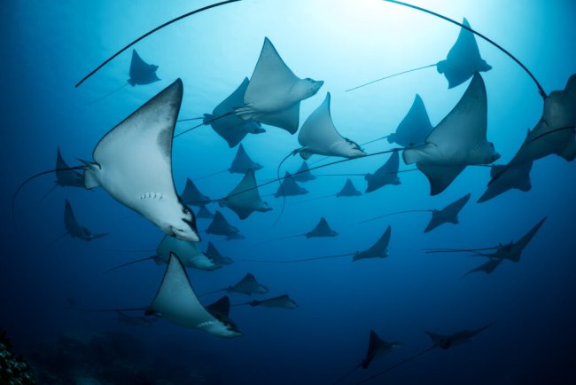 UN World Oceans Day Photo Competition Highlights Ocean’s Beauty and Urgency