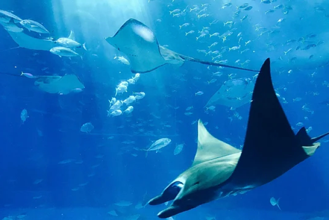 India Advocates Equitable Ocean Governance at UN High Seas Treaty Summit