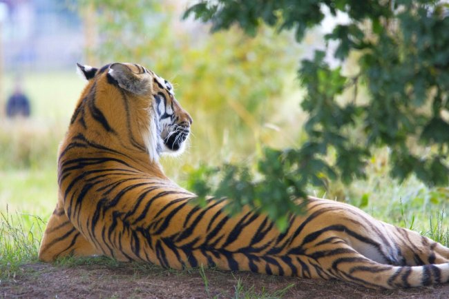 Wildlife Recovers in Assam’s Manas National Park Post-Conflict