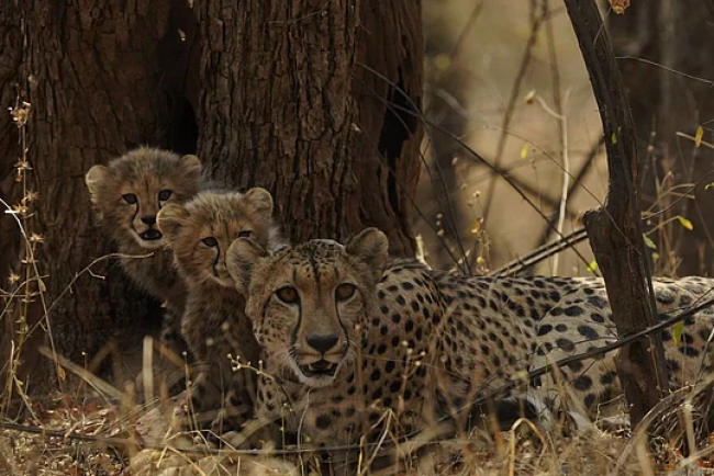 Solar Water Systems Aid Cheetah Cubs’ Survival in Kuno National Park
