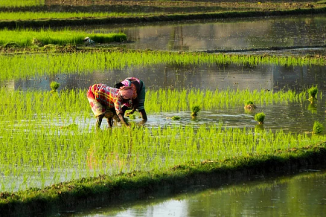 Monsoon Revival Boosts Kharif Sowing in India 2025