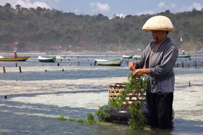 Indonesian Women Sustain Seaweed Farming Amid Climate and Tourism Pressures