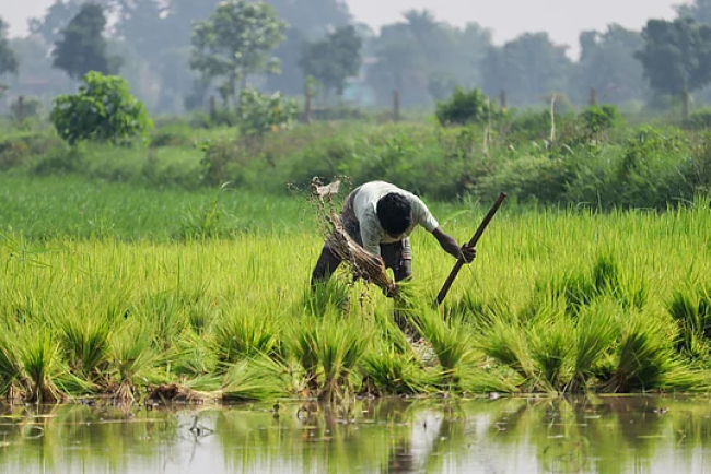 Kharif Sowing Rises with Monsoon and MSP Support in 2025