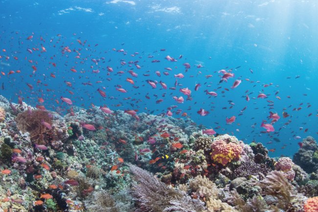 UK Charity Pledges $1 Mn To Protect Philippines' Vital Marine Ecosystems