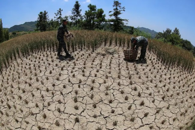 Climate Change Threatens Global Staple Crop Yields Despite Adaptation Efforts