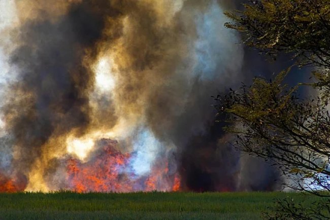 Europe Heatwave 2025: Wildfires Reported in France, Portugal, and Turkey