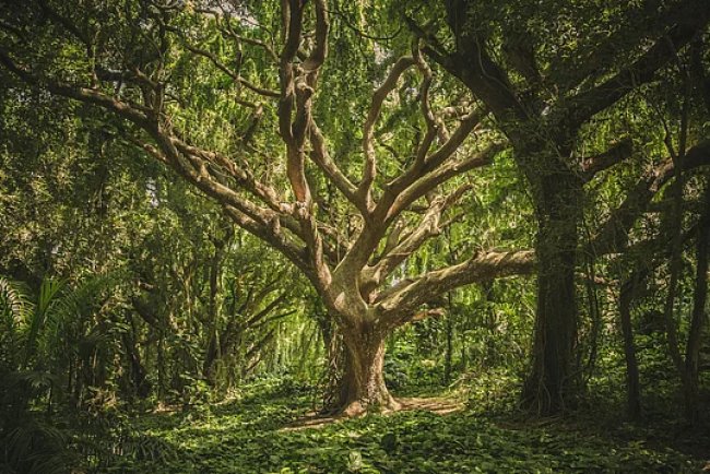 India Simplifies Tree Felling Rules to Promote Agroforestry