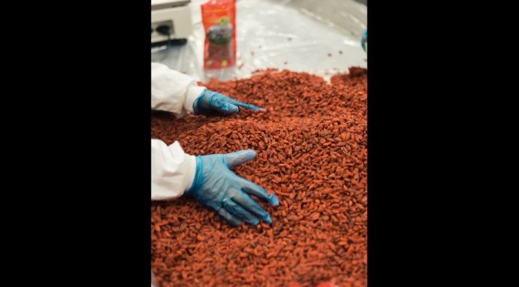 Divo Biomass Plant Turns Cocoa Waste Into Power