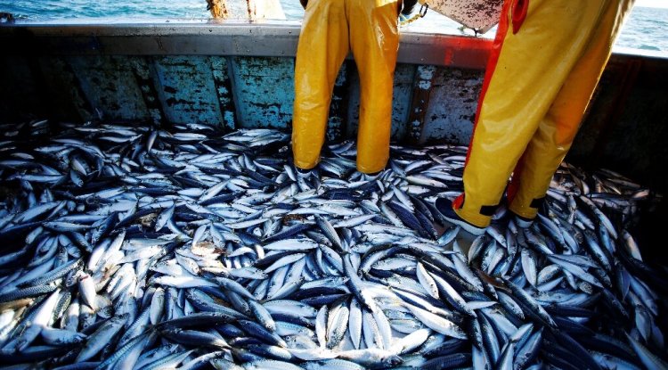 EU Strengthens Rules to Combat Unsustainable Fishing by Developing Nations