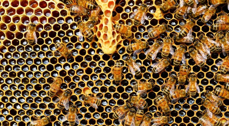 Beewise Raises $50 Million to Scale AI-Powered Beehives Against Pollinator Decline