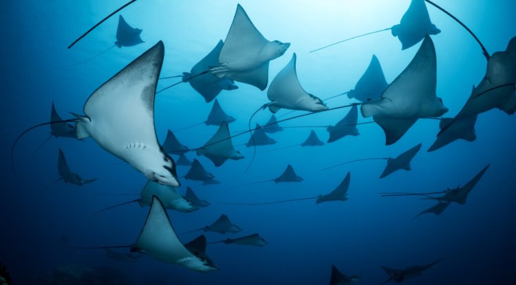 UN World Oceans Day Photo Competition Highlights Ocean’s Beauty and Urgency