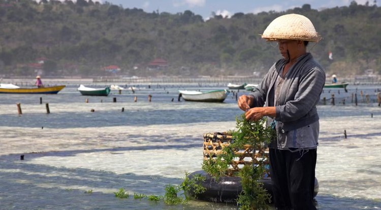 Indonesian Women Sustain Seaweed Farming Amid Climate and Tourism Pressures