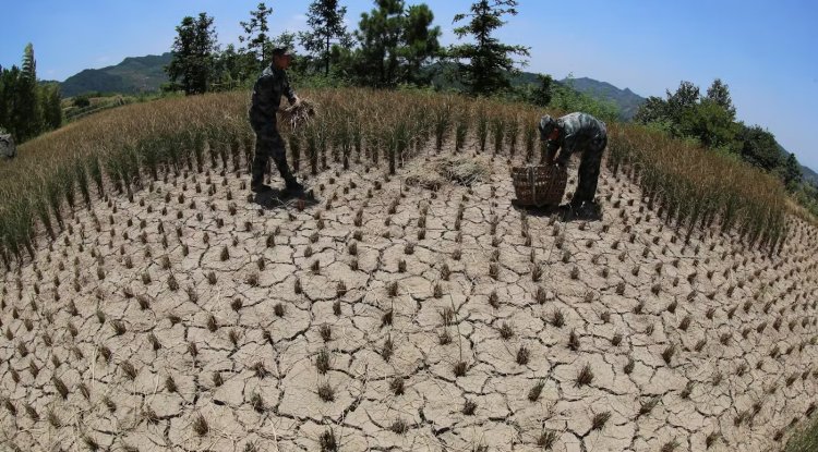 Climate Change Threatens Global Staple Crop Yields Despite Adaptation Efforts