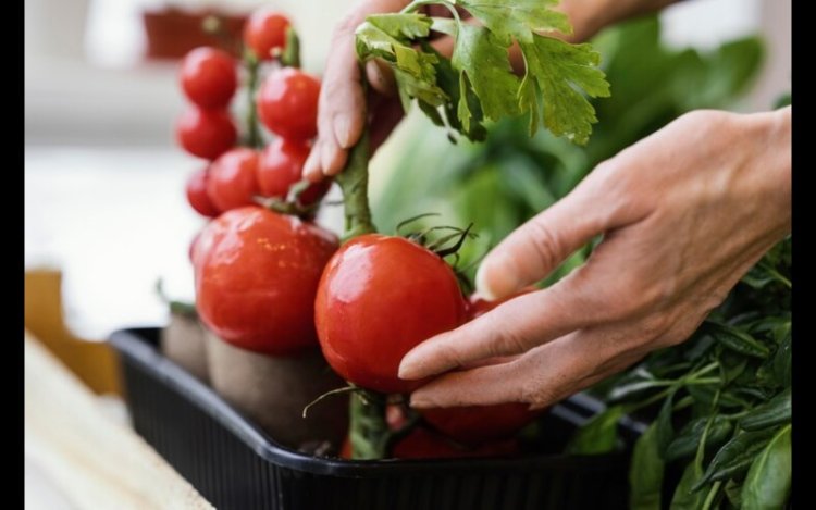 Essex Greenhouse Powers Tomatoes With Household Waste