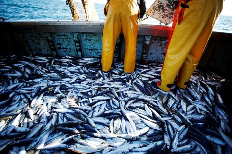 EU Strengthens Rules to Combat Unsustainable Fishing by Developing Nations