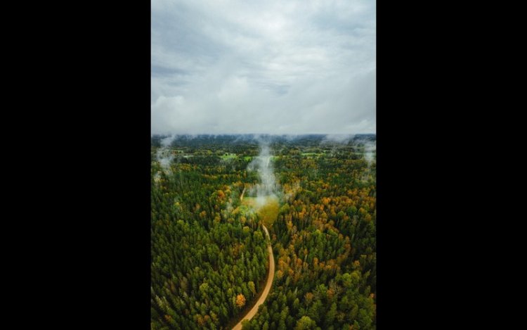 Climate Impacts Compound Threats To Northeast Forests