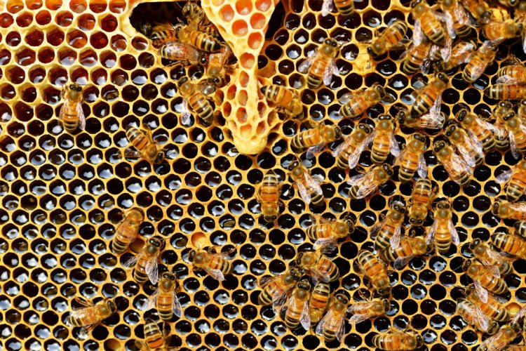 Beewise Raises $50 Million to Scale AI-Powered Beehives Against Pollinator Decline