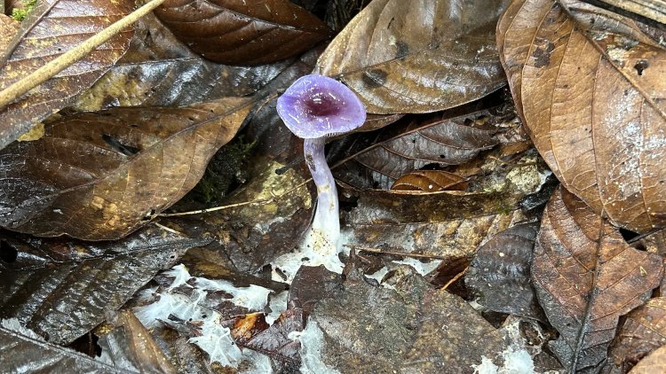 83% of Climate-Critical Fungi Still Unidentified