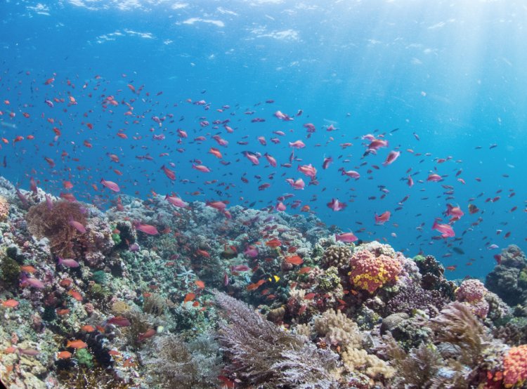 UK Charity Pledges $1 Mn To Protect Philippines' Vital Marine Ecosystems