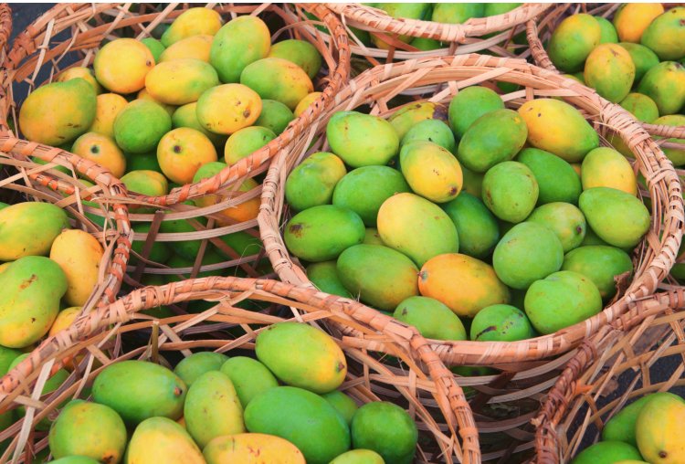 Centre Announces MSP For Mango Farmers In Karnataka Amid Price Crash
