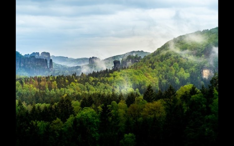 Merlin And Carbon2Nature Launch 200-Hectare Forest