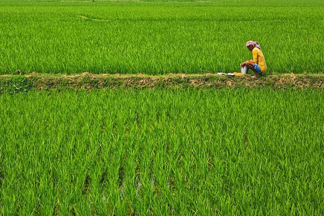 Early Monsoon Boosts India’s Agriculture